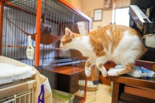 寺内にある「保護猫施設こちねこ」