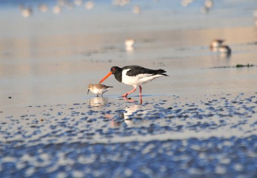 公園では野鳥や海辺の生物、樹木が観察できます。