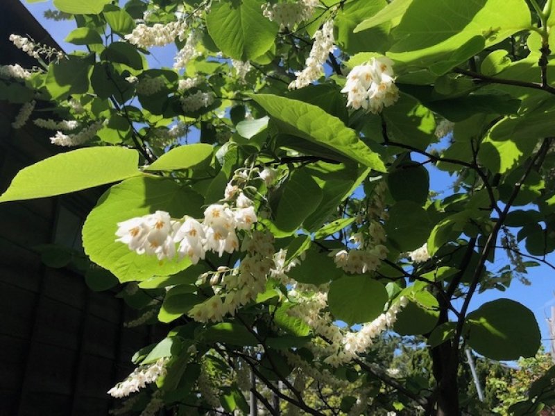 貞明皇后より拝受した白雲木の孫木は５月に開花